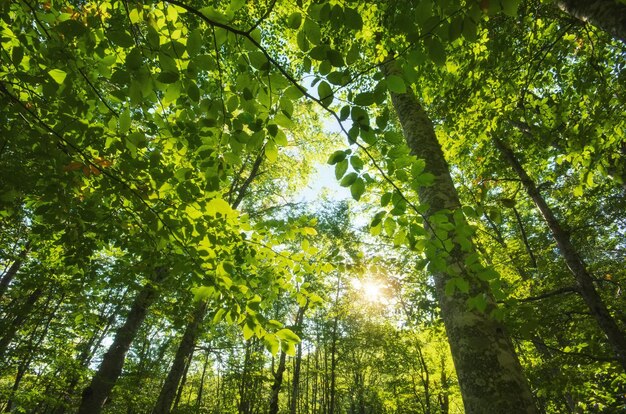 Dans la forêt