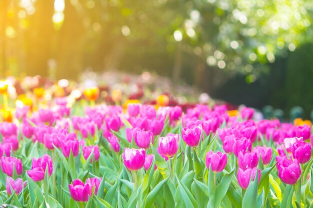 Photo dans le jardin de tulipes