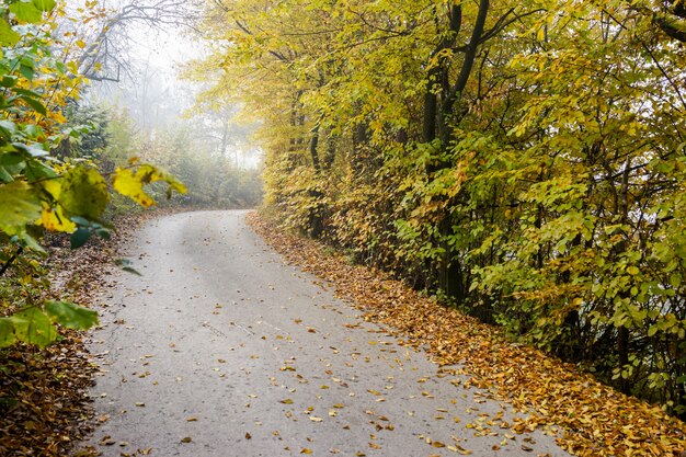 Dans la nature après le brouillard