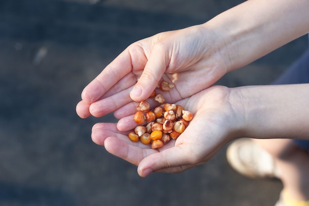 Dans les palmiers des enfants, graines de maïs à planter.