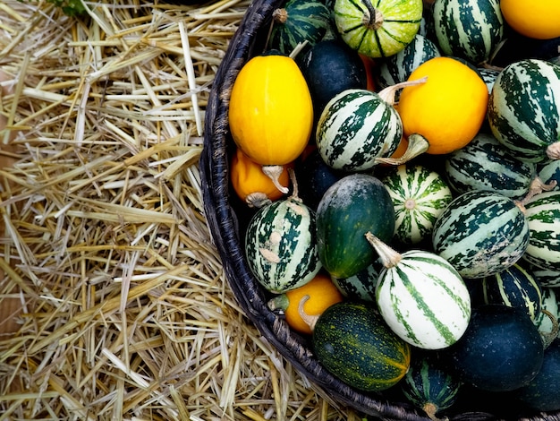 Dans le panier, il y a des petits pastèques, des melons et des citrouilles. récolte d'automne