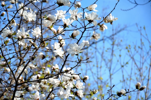 Dans le parc, dans la journée ensoleillée printanière du jardin, des magnolias fleurissent.