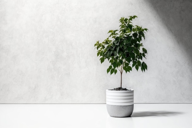 Dans une pièce en béton avec un arbre en pot blanc Il pousse des dollars Faire semblant