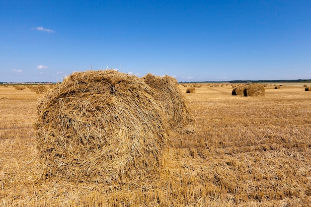 Dans une pile de paille tordue reste dans le champ après la récolte des céréales