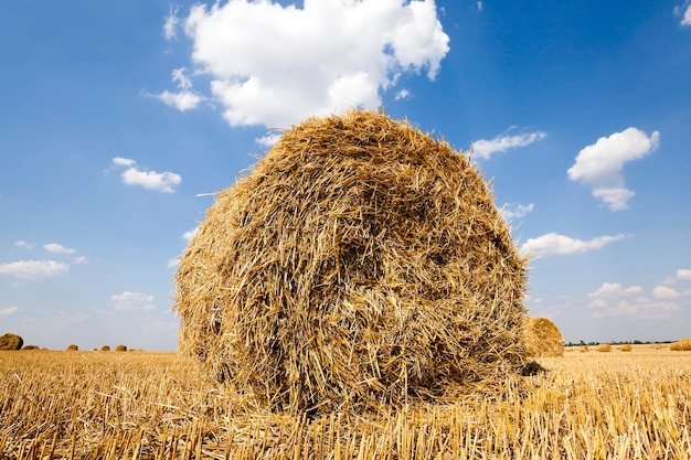 Dans une pile de paille tordue reste dans le champ après la récolte des céréales