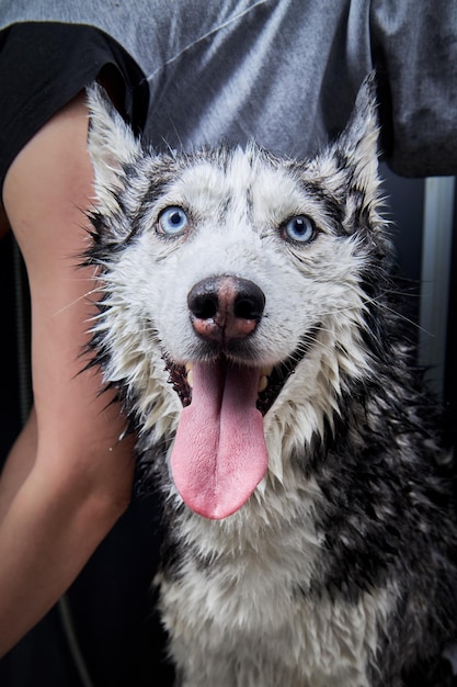 Dans la salle de bain, laver un drôle de chien husky mignon