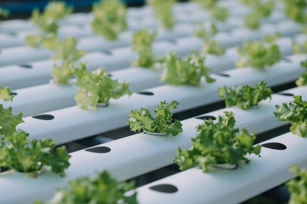 Dans la serre industrielle, deux ingénieurs agricoles testent la santé des plantes et analysent les données avec une tablette informatique