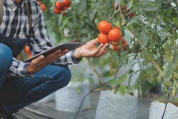 Dans la serre industrielle, deux ingénieurs agricoles testent la santé des plantes et analysent les données avec une tablette