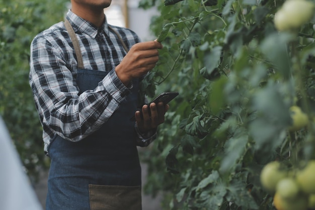 Dans la serre industrielle, deux ingénieurs agricoles testent la santé des plantes et analysent les données avec une tablette