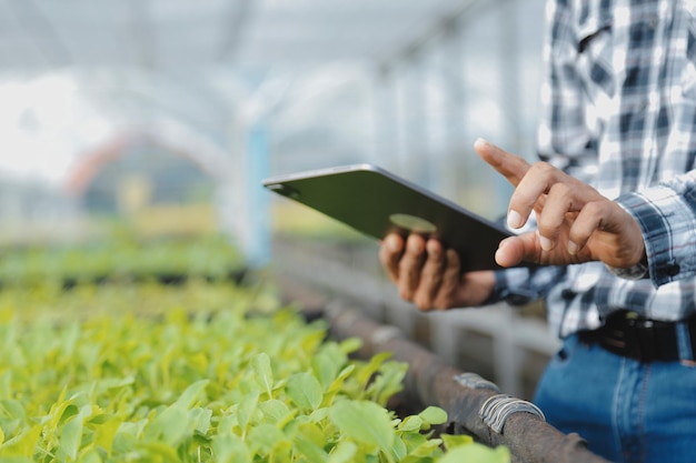 Dans la serre industrielle, deux ingénieurs agricoles testent la santé des plantes et analysent les données avec une tablette