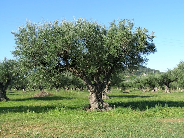 Dans le vieux jardin d&#39;oliviers. Grèce