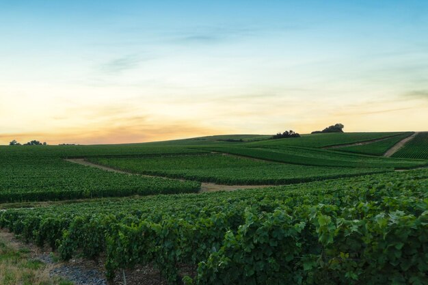 Dans les vignobles champenois de la Montagne de Reims, Reims, France, rangée de raisins de vigne.