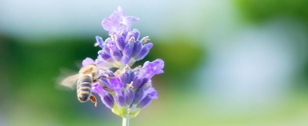 La danse de la pollinisation Une abeille et une lavande dans une union parfaite