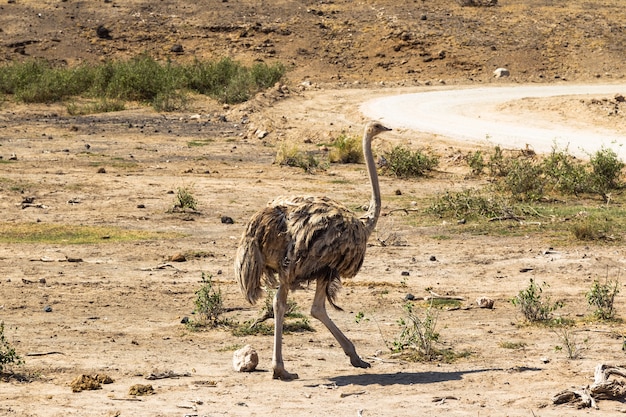 Danse de la savane d'autruche femelle d'Amboseli Afrique