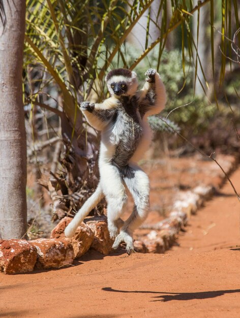 Danser Sifaka de Madagascar saute