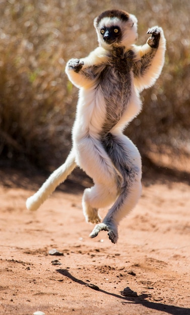 Danser Sifaka de Madagascar saute