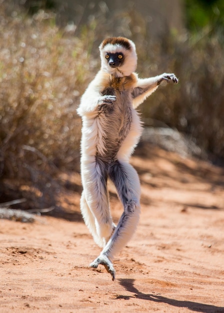 Danser Sifaka de Madagascar saute