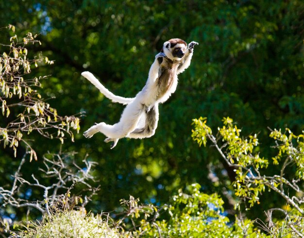 Danser Sifaka de Madagascar saute