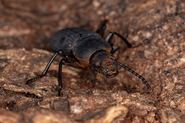 Darkling Beetle adulte du genre Zophobas