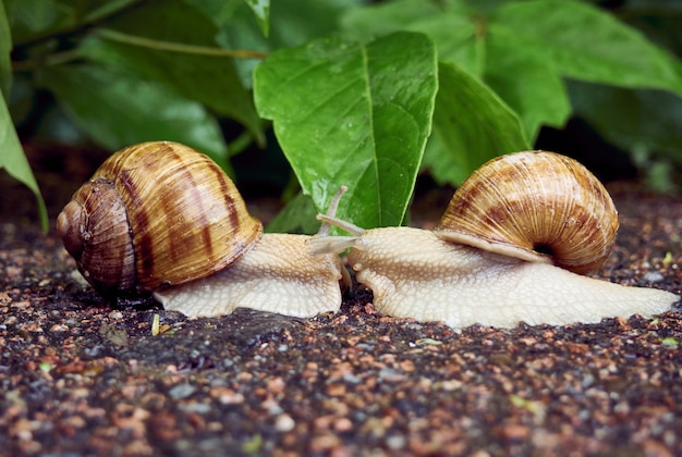 Date de deux escargots sur fond de feuilles