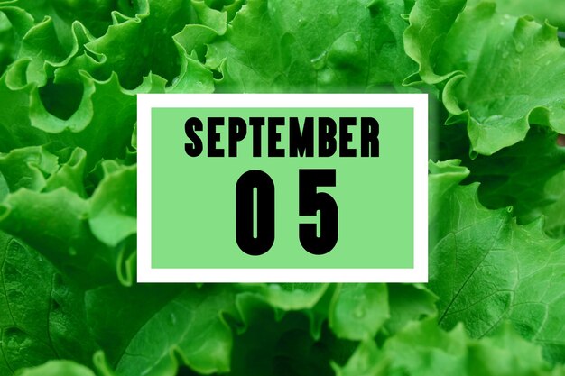 Date du calendrier à la date du calendrier sur le fond des feuilles de laitue verte le 5 septembre