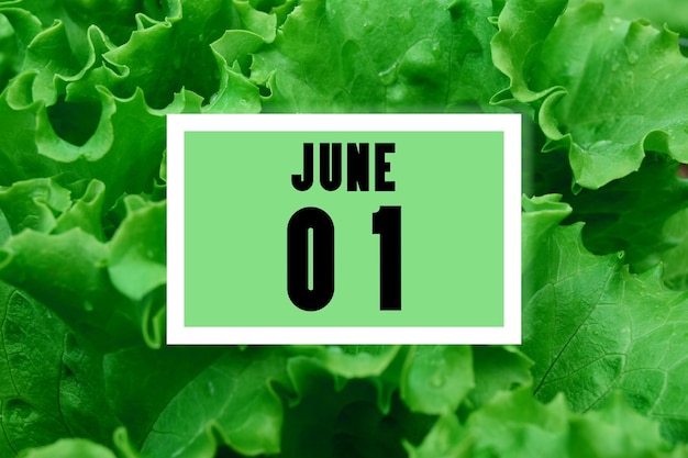 Date du calendrier sur fond de date du calendrier des feuilles de laitue verte 1er juin mois du premier jour