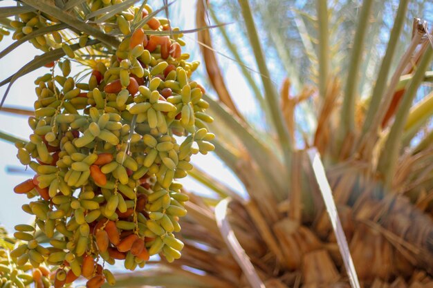 Les dates sur l'arbre