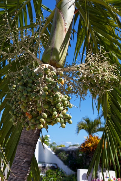 Dates vertes d'un palmier royal