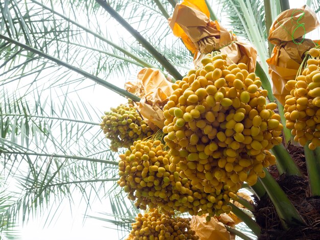 Dattes sur palmier. Bouquet de dattes jaunes sur palmier dattier.