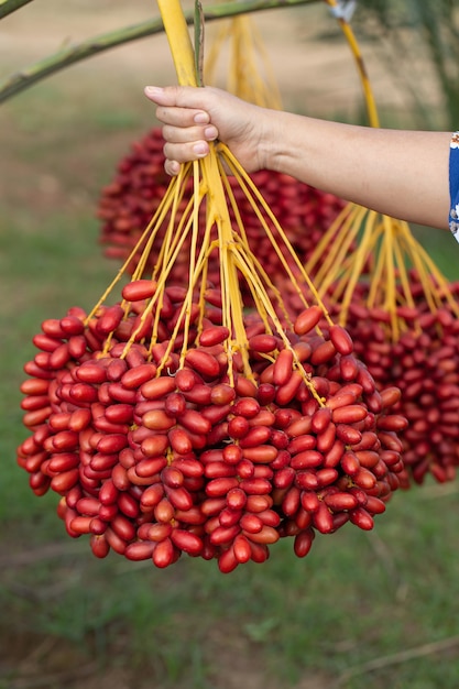 Dattiers Fruits à La Main Sur Un Dattier. Cultivé Dans Le Nord De La Thaïlande