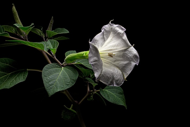 Datura fleur dope stramonium thornapple jimsonweed isolé sur fond noir