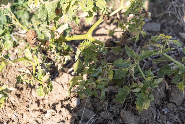 Datura stramonium, pomme épineuse. Plante sauvage abattue en été.