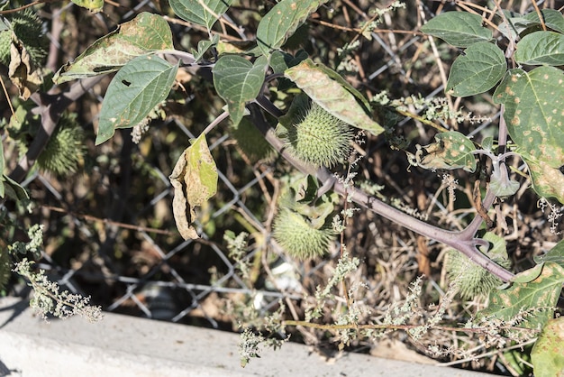 Photo datura stramonium, pomme épineuse. plante sauvage abattue en été.