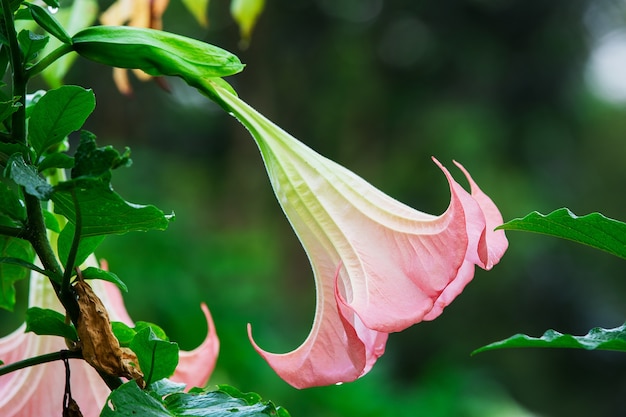 Photo datura (trompette d'ange) fleur