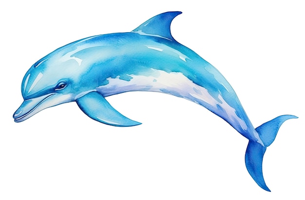 Le dauphin à l'aquarelle