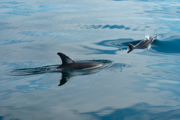 Photo dauphin commun à bec court delphinus delphis malaga espagne