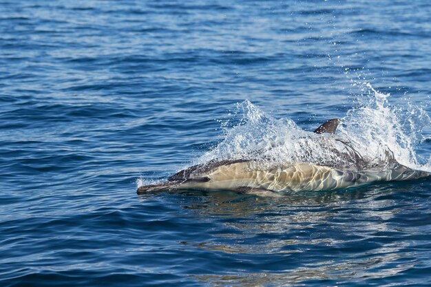 Photo un dauphin commun dans la baie d'algoa à port elizabeth