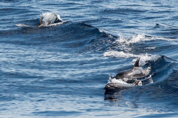 Dauphin commun sautant hors de l'océan