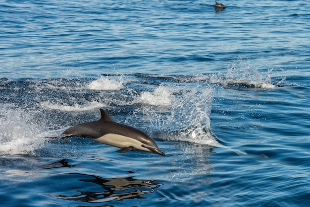 Photo dauphin commun sautant hors de l'océan