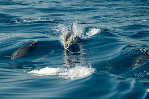 Dauphin commun sautant hors de l'océan