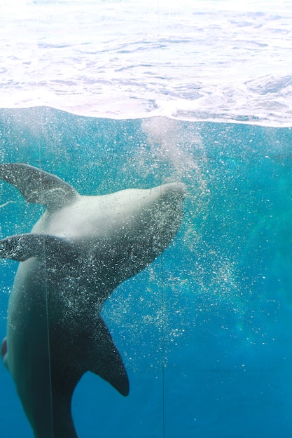 un dauphin dans l&#39;aquarium