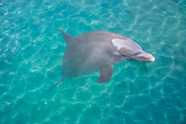 Dauphin dans une eau turquoise photomount