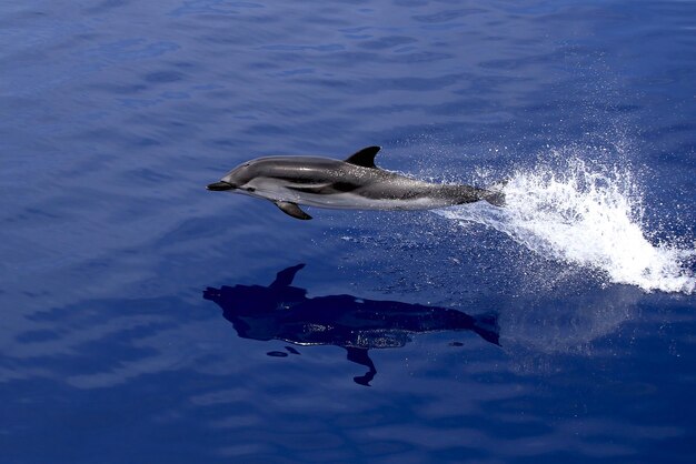 Photo le dauphin dans la mer