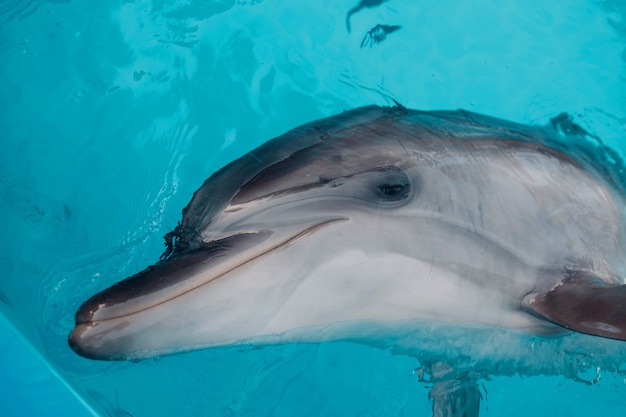 Dauphin dans la piscine de bain