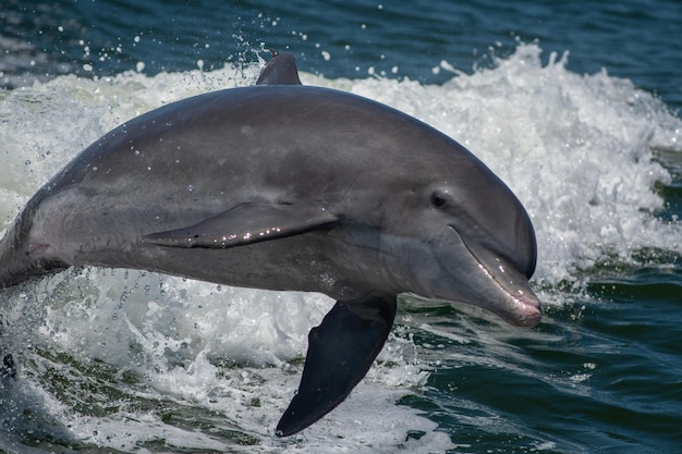 Photo le dauphin delphinus sautant d'un océan et éclaboussant l'eau