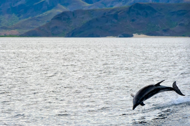 Un dauphin isolé sautant dans la mer