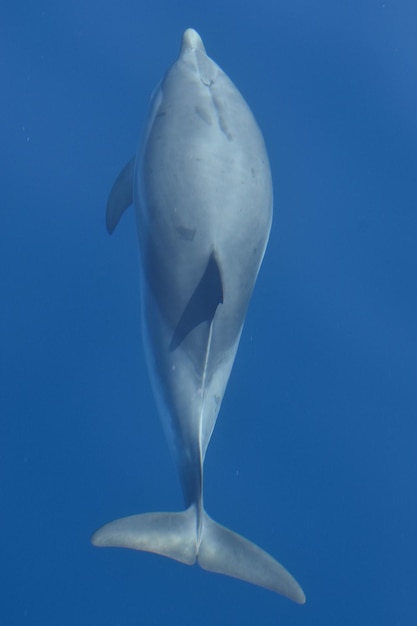 Photo un dauphin nageant dans les eaux bleues claires des bahamas.