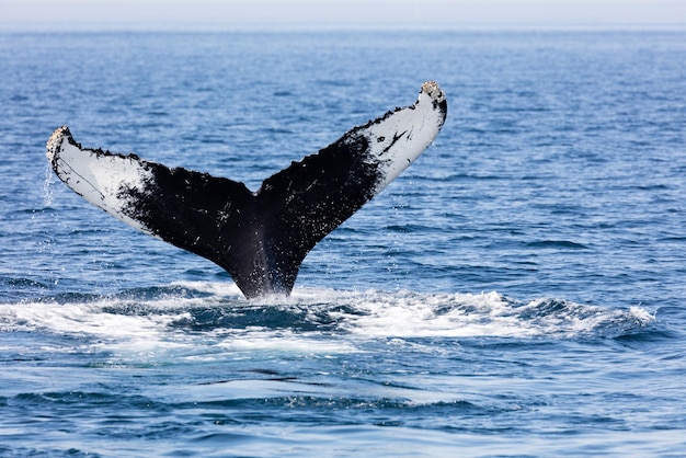 Un dauphin nageant dans la mer