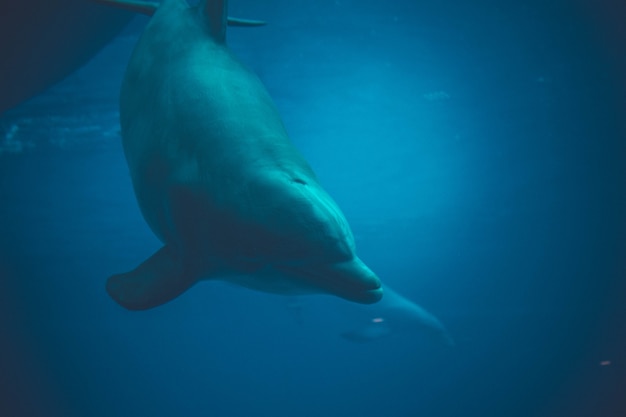 dauphin nageant dans une piscine