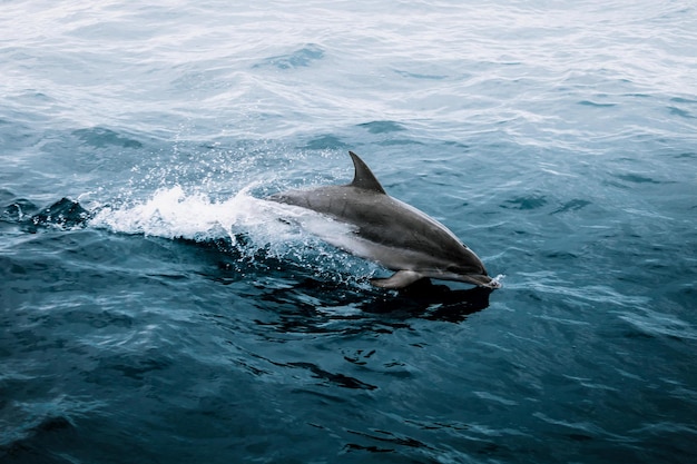 Un dauphin nageant en mer